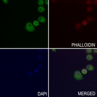 3 - Anti-EDEM1 Antibody AP53811