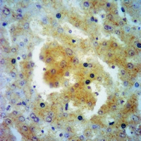 19 - Anti-EDEM1 Antibody AP53811