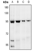 1 - Anti-EDEM1 Antibody AP53811