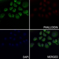 3 - Anti-EPX HC Antibody AP53812