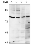 1 - Anti-FASTKD5 Antibody AP53813