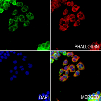 3 - Anti-GABRR1 Antibody AP53814