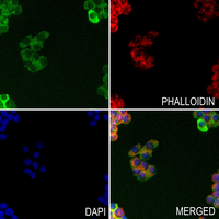 3 - Anti-GGT5 HC Antibody AP53815