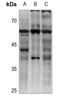 1 - Anti-GPCR19 Antibody AP53816