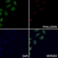 3 - Anti-HLA-DQB1 Antibody AP53819