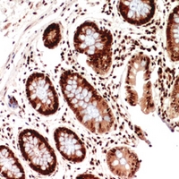 19 - Anti-HLA-DQB1 Antibody AP53819