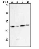 1 - Anti-HLA-DQB1 Antibody AP53819