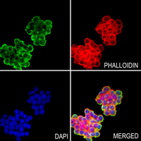 3 - Anti-MAP126 Antibody AP53823