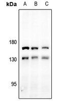 1 - Anti-MAP126 Antibody AP53823