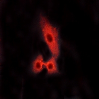 3 - Anti-MAS1L Antibody AP53824