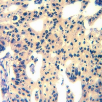 19 - Anti-MAS1L Antibody AP53824
