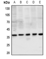 1 - Anti-MAS1L Antibody AP53824