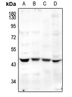 1 - Anti-MFG-E8 Antibody AP53825