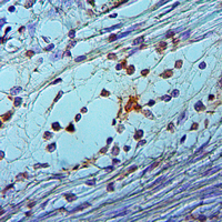 19 - Anti-MID1IP1 Antibody AP53826