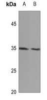 1 - Anti-MID1IP1 Antibody AP53826