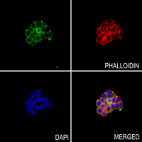 3 - Anti-Neuroligin 1 Antibody AP53827