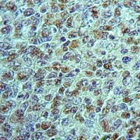19 - Anti-Neuroligin 1 Antibody AP53827