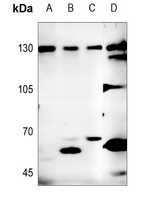 1 - Anti-Neuroligin 1 Antibody AP53827