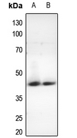 1 - Anti-Nocturnin Antibody AP53828