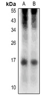 1 - Anti-RNASE4 Antibody AP53829