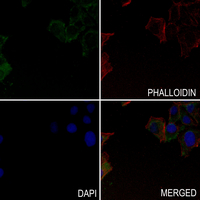3 - Anti-RND2 Antibody AP53830