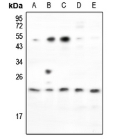 1 - Anti-RND2 Antibody AP53830