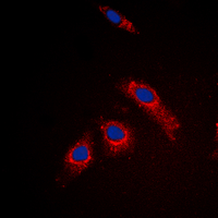 3 - Anti-RPL3L Antibody AP53831