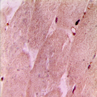 19 - Anti-RPL3L Antibody AP53831