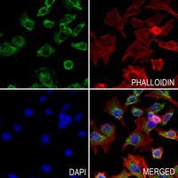 3 - Anti-SCD Antibody AP53832