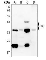 1 - Anti-SCD Antibody AP53832