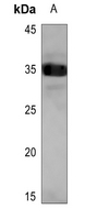 1 - Anti-SCNM1 Antibody AP53833