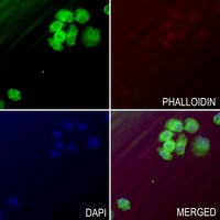 3 - Anti-TNFAIP8L1 Antibody AP53835