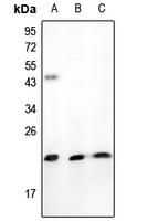 1 - Anti-TNFAIP8L1 Antibody AP53835