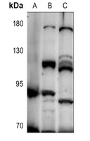 1 - Anti-UNC5A Antibody AP53836