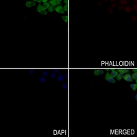 3 - Anti-YKL-40 Antibody AP53837
