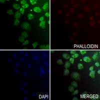 3 - Anti-ZNF496 Antibody AP53838