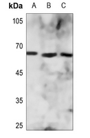 1 - Anti-ZNF496 Antibody AP53838