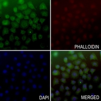 3 - Anti-ADAMDEC1 Antibody AP53840