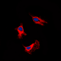 3 - Anti-Adenosine A2b Receptor Antibody AP53841