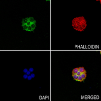 3 - Anti-Carbonic Anhydrase 8 Antibody AP53845