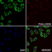 3 - Anti-GNG13 Antibody AP53849
