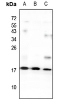 1 - Anti-GNG13 Antibody AP53849