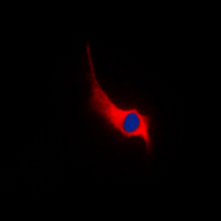 3 - Anti-GPR68 Antibody AP53850
