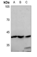 1 - Anti-GPR68 Antibody AP53850