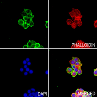 3 - Anti-GTPBP5 Antibody AP53851