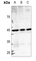 1 - Anti-GTPBP5 Antibody AP53851