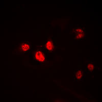 3 - Anti-HEN1/2 Antibody AP53853