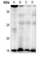 1 - Anti-HEN1/2 Antibody AP53853