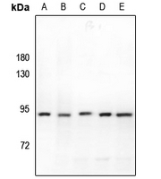 1 - Anti-KLHL29 Antibody AP53854