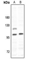 1 - Anti-MYO1D Antibody AP53856